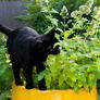 Common, Catnip Seed - Packet thumbnail number null